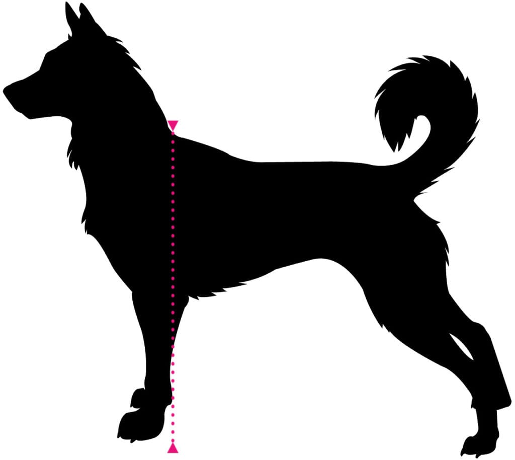Silhouette eines Hundes im Profil, zeigt die typische Körperhaltung und Form eines Hundes.