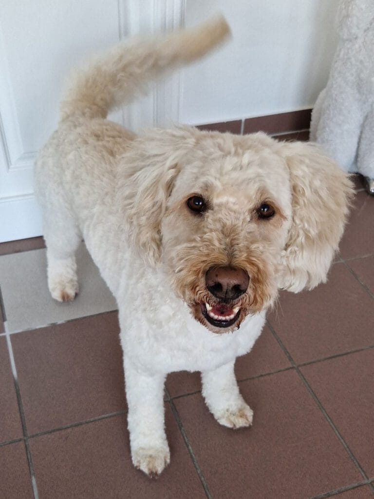 Ein freundlicher, hellbeiger Hund mit lockigem Fell steht auf einem gefliesten Boden und schaut lächelnd in die Kamera.