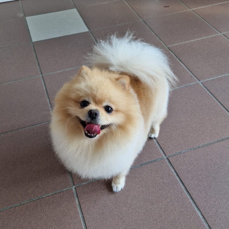 Ein fröhlicher Spitzenhund mit plüschigem, hellbeigem Fell und einem gewellten Schwanz steht auf einem glänzenden Fliesenboden.