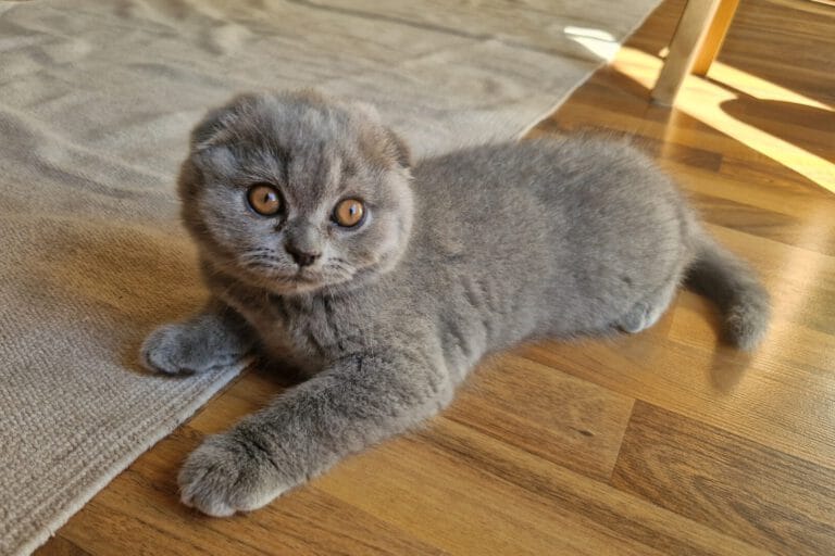 Graue Scottish Fold Katze mit großen, leuchtend orangefarbenen Augen, die entspannt auf einem Holzboden liegt.