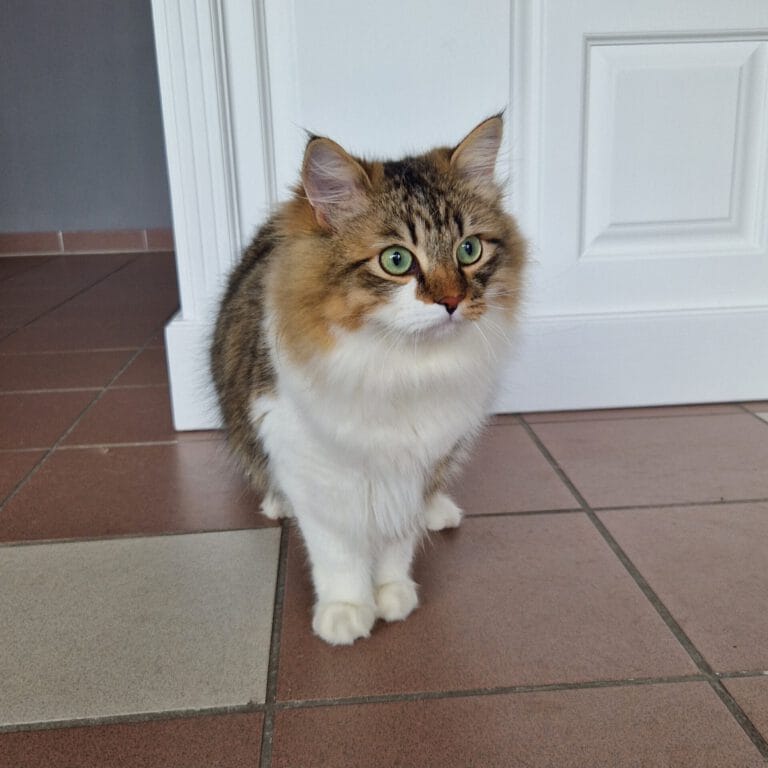 Eine flauschige Katze mit grünen Augen steht auf einem gefliesten Boden, vor einer weißen Tür.