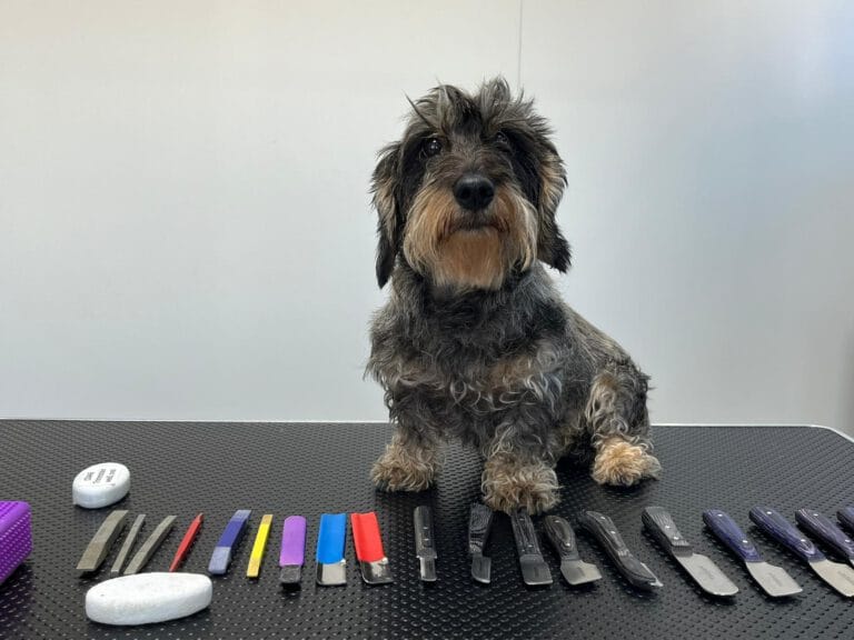 Ein grau-brauner Hund sitzt auf einem Friseurtisch, umgeben von verschiedenen Pflegematerialien wie Scheren und Kämmen.