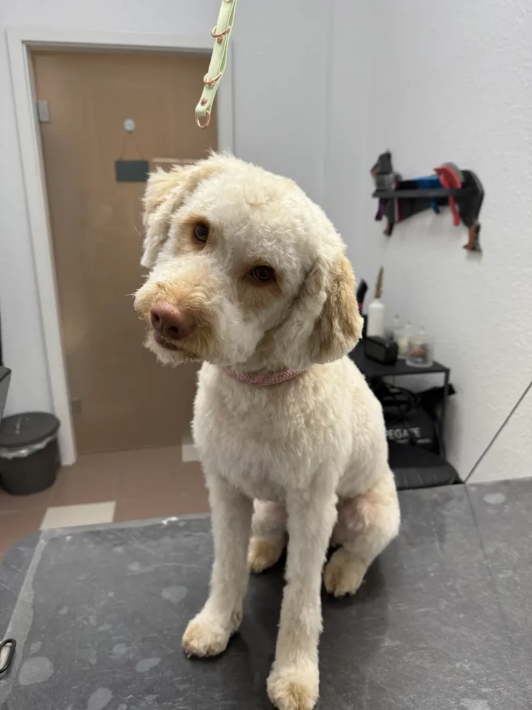 fellsilhouette-hunde-schnitt-1