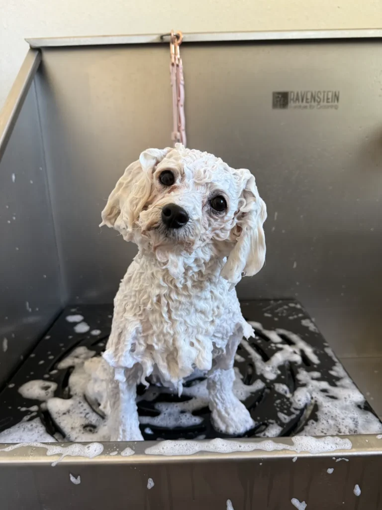 fellsilhouette-hunde-schnitt-10