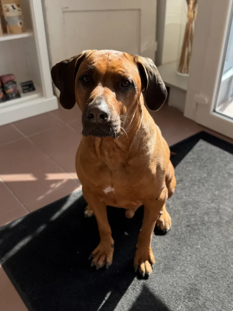 fellsilhouette-hunde-schnitt-11