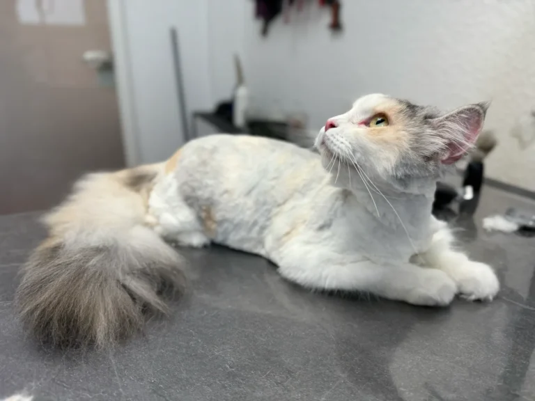 fellsilhouette-hunde-schnitt-12