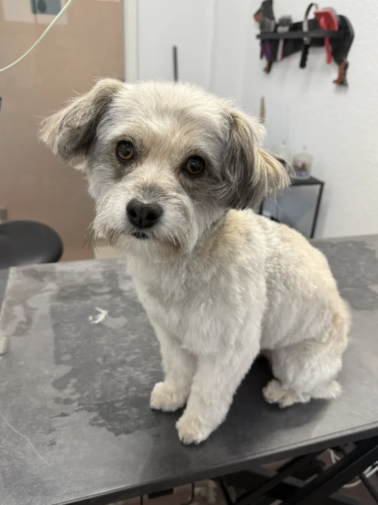 fellsilhouette-hunde-schnitt-13