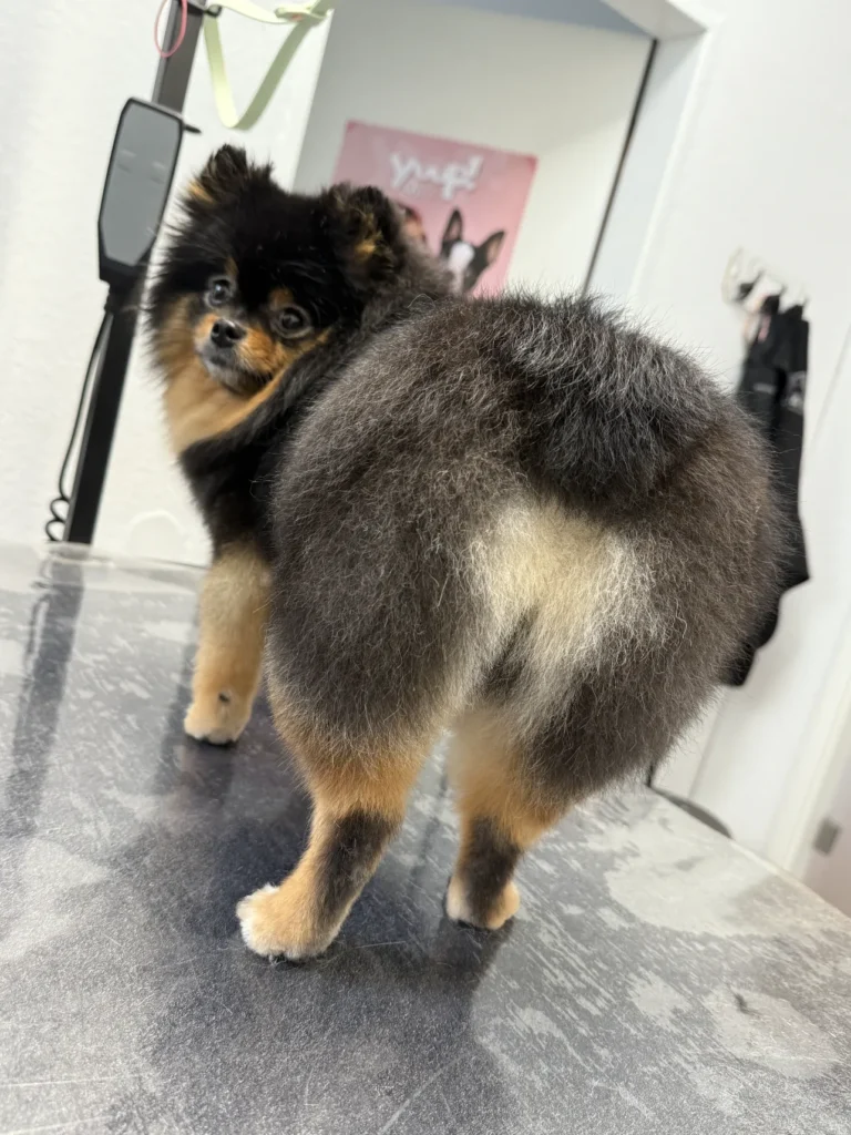 fellsilhouette-hunde-schnitt-14