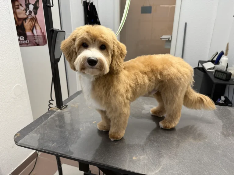 fellsilhouette-hunde-schnitt-15