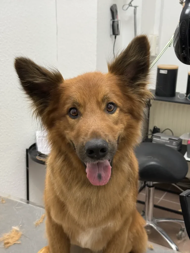 fellsilhouette-hunde-schnitt-16