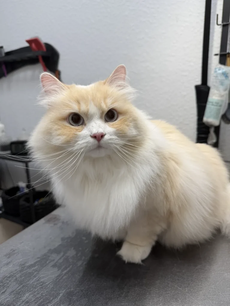 fellsilhouette-hunde-schnitt-17