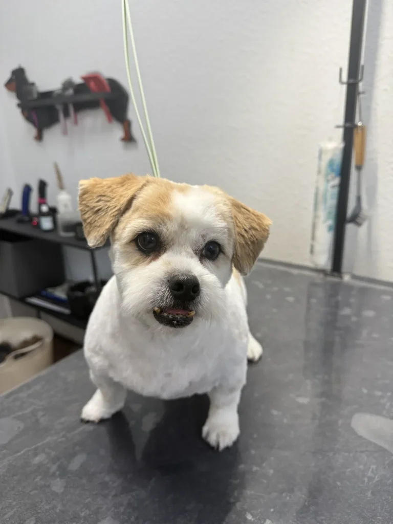 fellsilhouette-hunde-schnitt-19