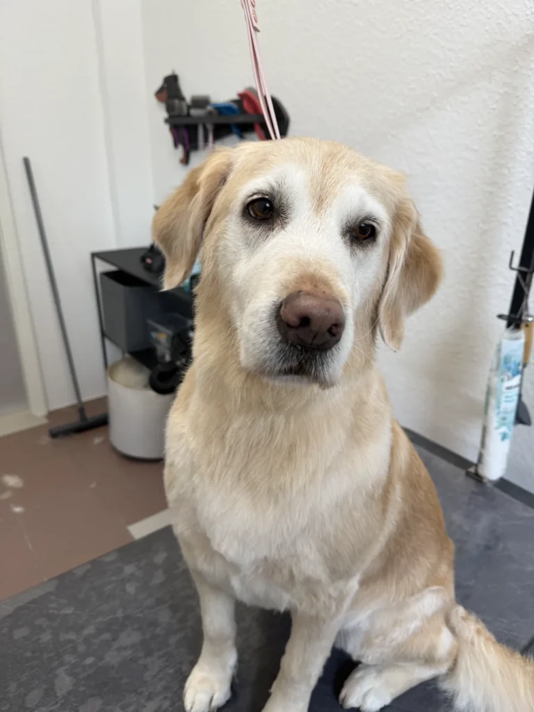 fellsilhouette-hunde-schnitt-2