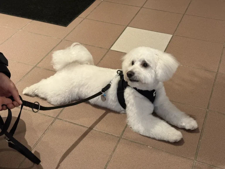 fellsilhouette-hunde-schnitt-20