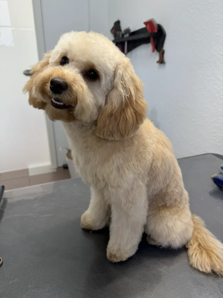 fellsilhouette-hunde-schnitt-3