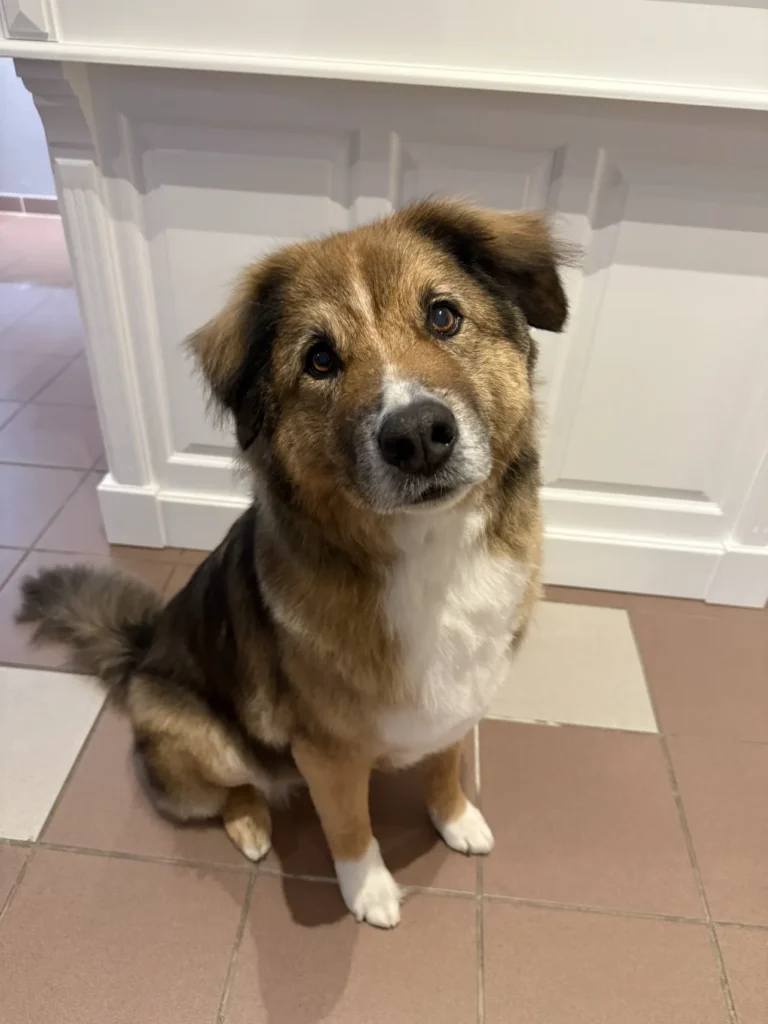 fellsilhouette-hunde-schnitt-4