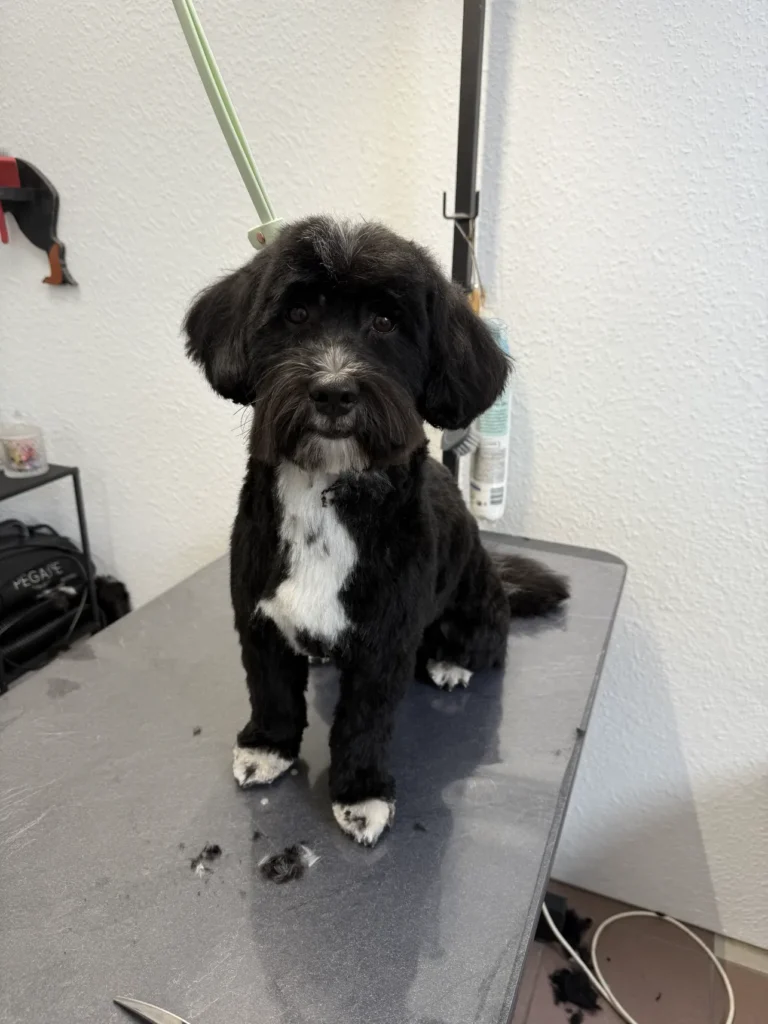 fellsilhouette-hunde-schnitt-5