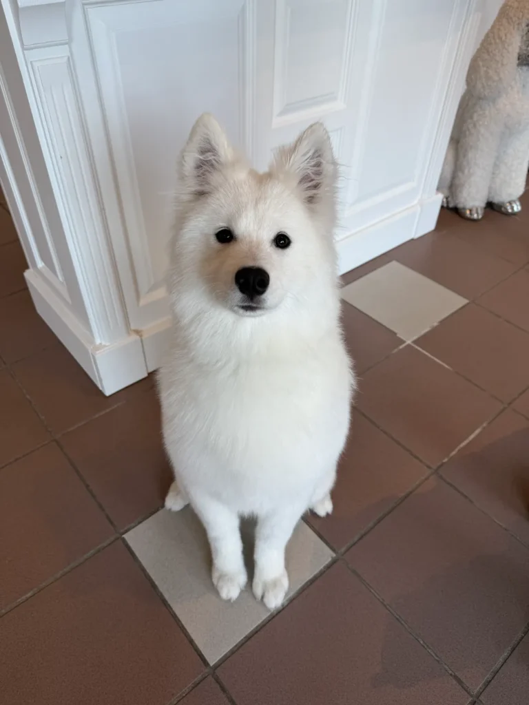 fellsilhouette-hunde-schnitt-6