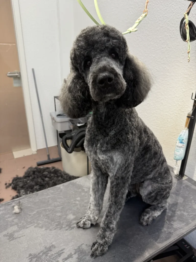 fellsilhouette-hunde-schnitt-8