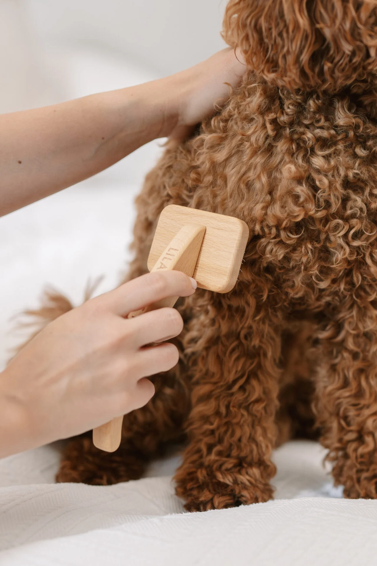 Eine Person bürstet das lockige Fell eines braunen Hundes mit einem Holzfutteral auf einem weißen Bett.