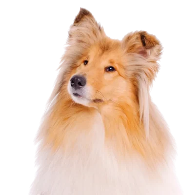 Ein Collie mit langem, flauschigem Fell und aufmerksamen Augen vor einem weißen Hintergrund.