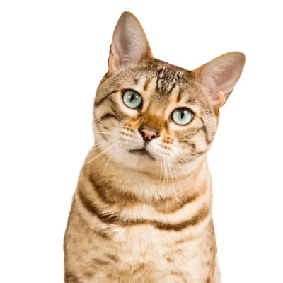 Eine Katze mit braunem, gestreiftem Fell und hellblauen Augen, die neugierig in die Kamera schaut.